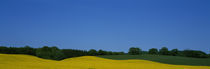 Trees on a rape field, Germany von Panoramic Images