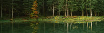 Trees at the lakeside, Dolomites, Cadore, Province of Belluno, Veneto, Italy by Panoramic Images