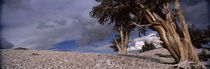 Bristlecone pine trees (Pinus longaeva) on a landscape, California, USA von Panoramic Images
