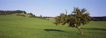 Apple tree in a field, Baden-Württemberg, Germany von Panoramic Images