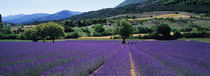 Mountain Behind A Lavender Field, Provence, France von Panoramic Images