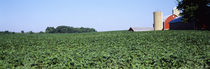 Soybean field with a barn in the background, Kent County, Michigan, USA by Panoramic Images