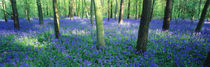 Bluebells in a forest, Charfield, Gloucestershire, England von Panoramic Images