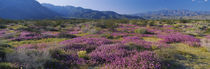 Anza Borrego Desert State Park, California, USA by Panoramic Images