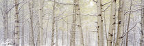 Autumn Aspens With Snow, Colorado, USA by Panoramic Images