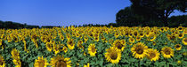 Sunflowers In A Field, Provence, France by Panoramic Images