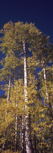 Low angle view of aspen trees in autumn, Colorado, USA by Panoramic Images