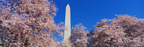 Cherry Blossoms Washington Monument by Panoramic Images