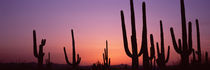 Tucson, Pima County, Arizona, USA by Panoramic Images