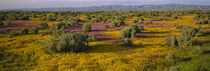 Sonoma Valley, California, USA by Panoramic Images
