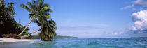 Palm trees on the beach, Indonesia by Panoramic Images