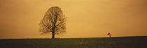 Man standing with an umbrella near a tree, Baden-Wuerttemberg, Germany by Panoramic Images