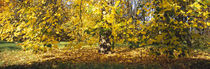 Trees in autumn, Stuttgart, Baden-Wurttemberg, Germany by Panoramic Images