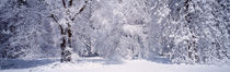 Snow covered trees in a forest, Yosemite National Park, California, USA by Panoramic Images
