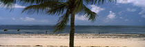 Palm tree on the beach, Malindi, Coast Province, Kenya by Panoramic Images