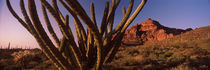 Organ Pipe Cactus National Monument, Arizona, USA von Panoramic Images