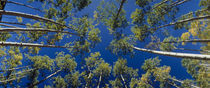 White Aspen Trees CO USA von Panoramic Images