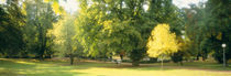 Trees in a park, Wiesbaden, Rhine River, Germany von Panoramic Images
