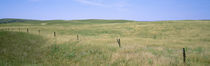 Grass on a field, Cherry County, Nebraska, USA by Panoramic Images