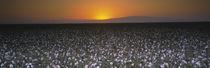 Cotton crops in a field, San Joaquin Valley, California, USA von Panoramic Images