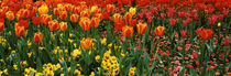 Tulips in a field, St. James's Park, City Of Westminster, London, England by Panoramic Images
