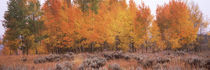 Forest, Jackson, Jackson Hole, Teton County, Wyoming, USA by Panoramic Images