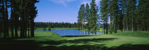 Trees on a golf course, Edgewood Tahoe Golf Course, Stateline, Nevada, USA by Panoramic Images