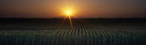 Panorama Print - Sonnenuntergang, Bauernhof, Sacramento, Kalifornien, USA von Panoramic Images