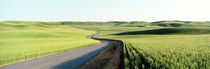 Gravel Road Through Barley and Wheat Fields WA by Panoramic Images