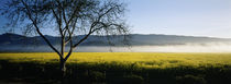 Fog over crops in a field, Napa Valley, California, USA von Panoramic Images