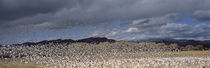 Socorro County, New Mexico, USA by Panoramic Images