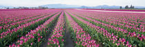 Tulip Fields, Skagit County, Washington State, USA von Panoramic Images