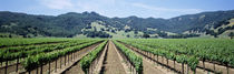 Panorama Print - Reihen von Reben in einem Weinberg Kalifornien, USA von Panoramic Images