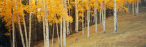 Aspen trees in a field, Ouray County, Colorado, USA von Panoramic Images
