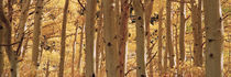 Aspen trees in a forest, Rock Creek Lake, California, USA by Panoramic Images