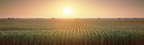 Panorama Print - Maisfeld bei Sonnenaufgang, Sacramento County, Kalifornien, USA von Panoramic Images