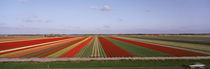 High Angle View Of Cultivated Flowers On A Field, Holland by Panoramic Images
