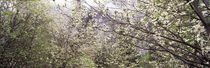 Dogwood trees blooming in a forest, Yosemite National Park, California, USA von Panoramic Images
