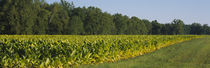 Crop of tobacco in a field, Winchester, Kentucky, USA von Panoramic Images