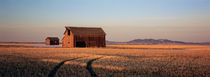Barn in a field, Hobson, Montana, USA by Panoramic Images