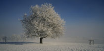 Cherry tree on a snow covered landscape, Aargau, Switzerland by Panoramic Images
