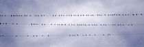 USA, California, Flock of birds sitting on power line von Panoramic Images