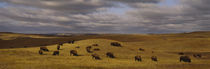 High angle view of buffaloes grazing on a landscape, North Dakota, USA by Panoramic Images