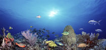 School of fish swimming in the sea von Panoramic Images