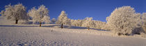 Rime on Fruit Trees Cantone of Aargau Switzerland by Panoramic Images