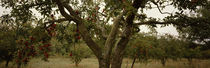 Apple trees in an orchard, Sebastopol, Sonoma County, California, USA by Panoramic Images