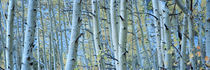Aspen trees in a forest, Rock Creek Lake, California, USA by Panoramic Images