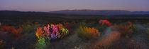 Flowers in a field, Big Bend National Park, Texas, USA by Panoramic Images