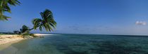 Palm tree overhanging on the beach, Laughing Bird Caye, Victoria Channel, Belize von Panoramic Images