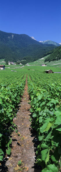 Path In A Vineyard, Valais, Switzerland von Panoramic Images